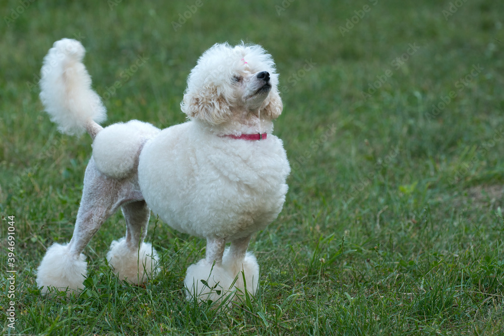 White poodle