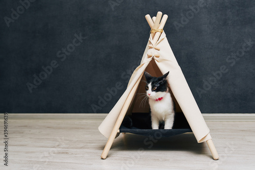 Playful cat in the apartment. Cozy photo session with animals.