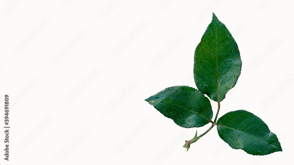 Green rose leaves placed on a white background Green rose leaves placed on a white background