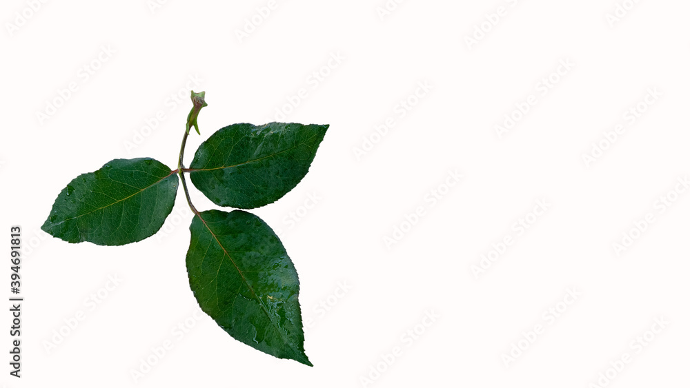 Green rose leaves pasted on a white background and separate.
