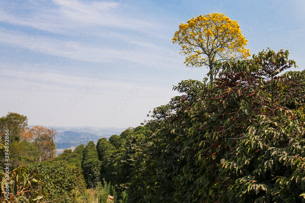 Coffee and plantations in southern Minas Gerais, Brazil
Coffee and plantations in southern Minas Gerais, Brazil