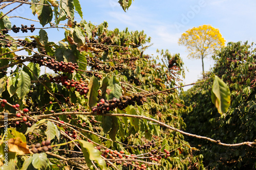 
Coffee and plantations in southern Minas Gerais, Brazil
