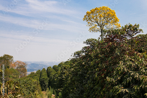 
Coffee and plantations in southern Minas Gerais, Brazil