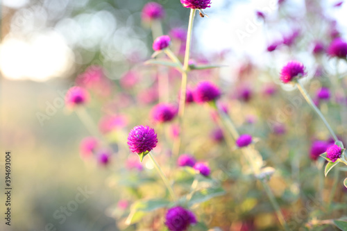 Purple Globe amaranth flower field 
