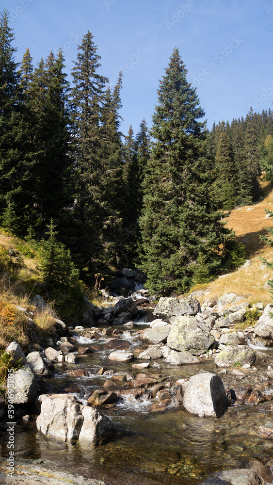 Obraz premium Fir forest valley stream