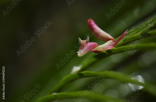 A dwelling house with a white flower or a shrubby tree can realistically hide from guilt, be motionless waiting to be lost or a lawyer is a hunter.