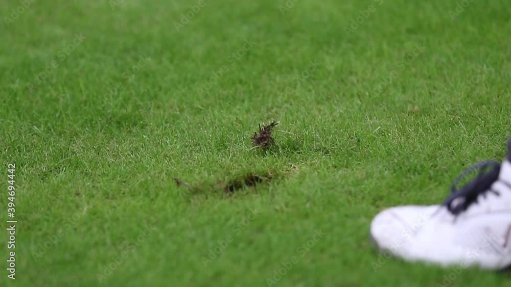 lesson A golfer was preparing to hit with a putter on the green ground