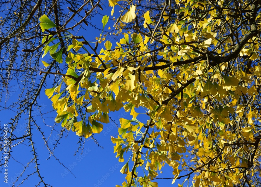 gelbe Blätter, Gingko Baum gelbe Blätter, Gingko Baum