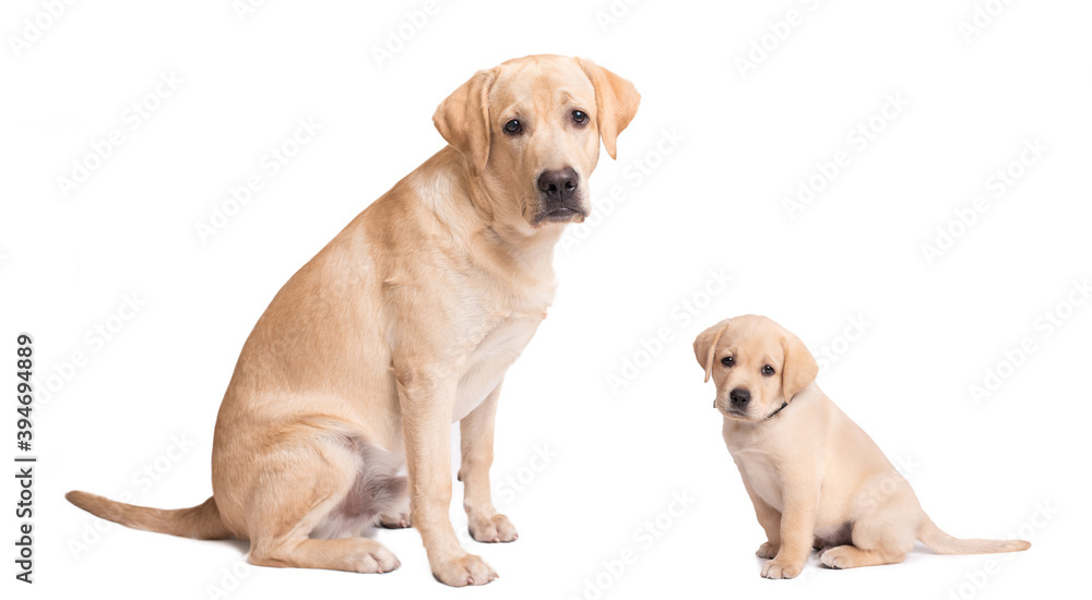 Labrador puppy and his parent isolated on white background Labrador puppy and his parent isolated on white background