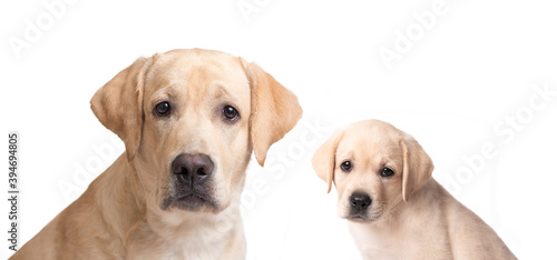 Labrador puppy and his parent isolated on white background