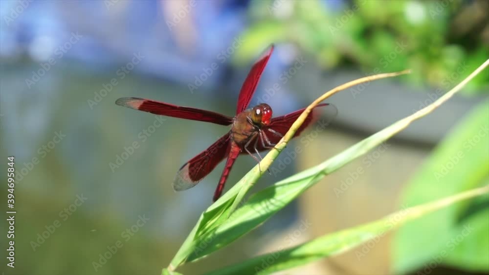 A red dragon fly balancing on the thin grass in the morning, a red dragon fly standing on a dry branch shaken by the wind against a background of green leaves, Damselfly, Insects, Macro dragonfly. A red dragon fly balancing on the thin grass in the morning, a red dragon fly standing on a dry branch shaken by the wind against a background of green leaves, Damselfly, Insects, Macro dragonfly.