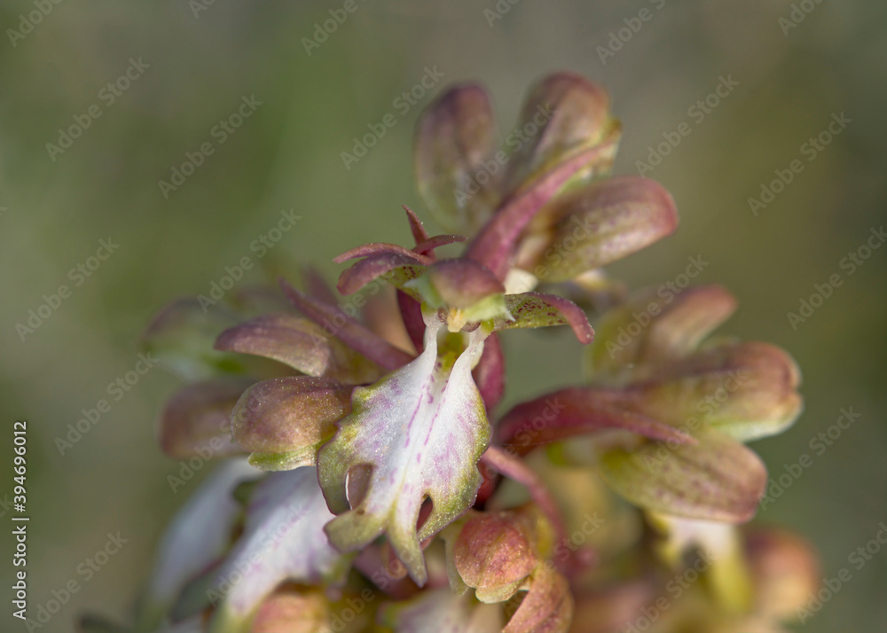 Flowers of Himantoglossum robertianum, Greece Flowers of Himantoglossum robertianum, Greece