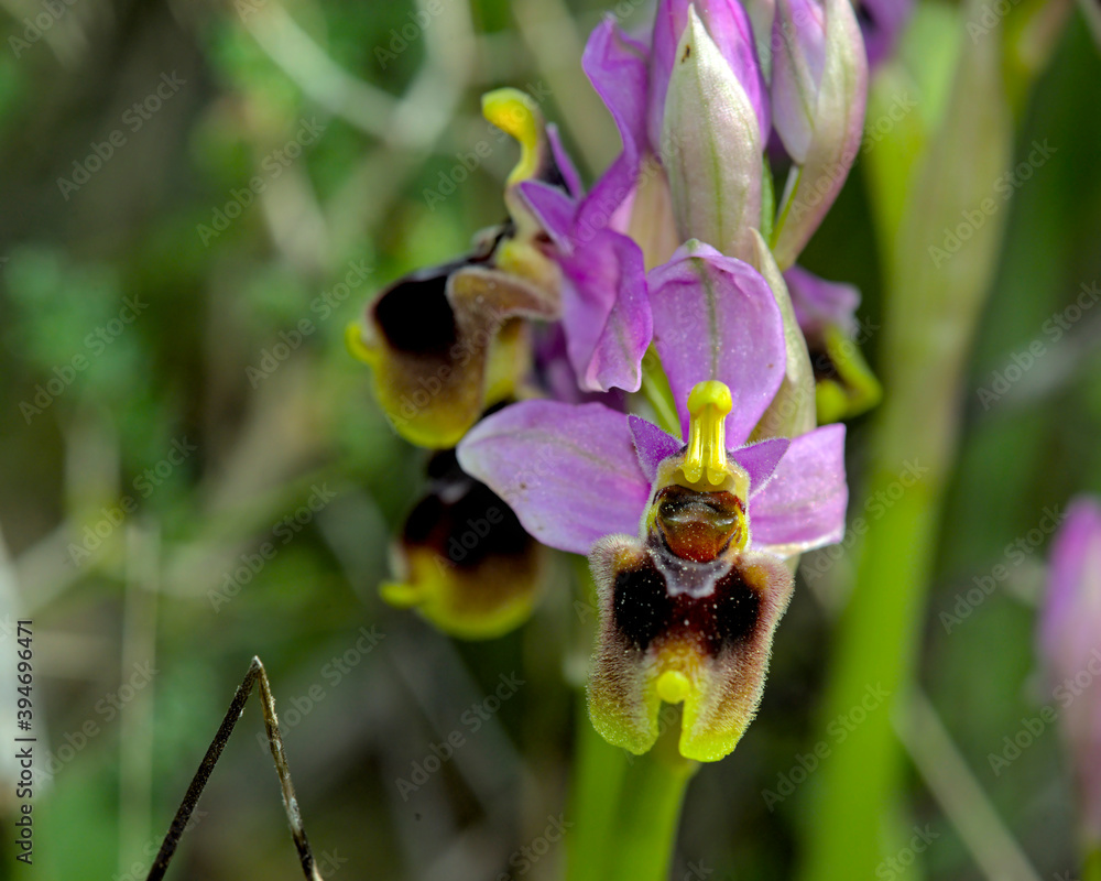 Flower of Ophrys tenthredinifera, Crete Flower of Ophrys tenthredinifera, Crete