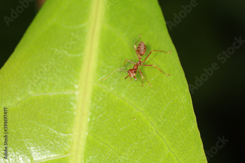 Close up red ant on fresh leaf in nature at thailand © pumppump