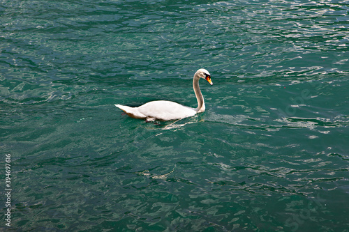 Beautiful swan swims in Leman lake Geneva  Switzerland