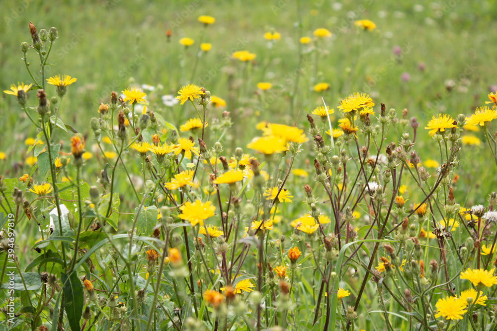Summer field with grass and flowers, artistic partial focus and blurred background
