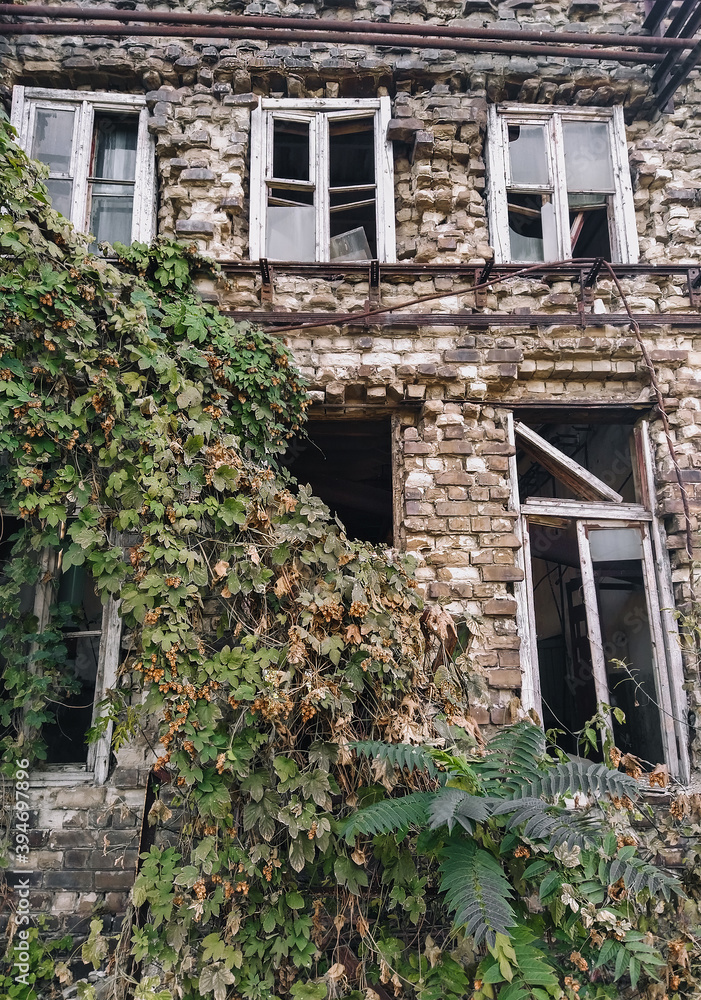 A large abandoned brick building with broken wood-framed windows and growing hops. A large abandoned brick building with broken wood-framed windows and growing hops.
