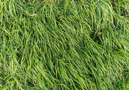 The texture of the long, tall green grass close-up. Photography, copy space, windy.