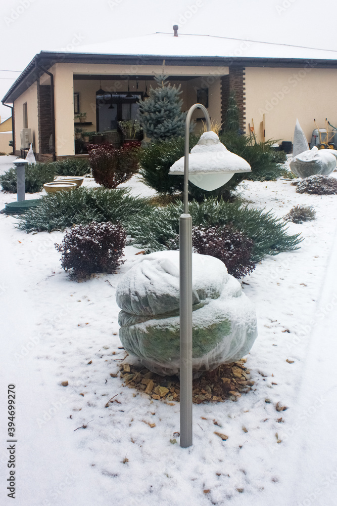 Garden lamp in snowy garden. Cottage winter garden with barberry bushes, junipers and fir tree.