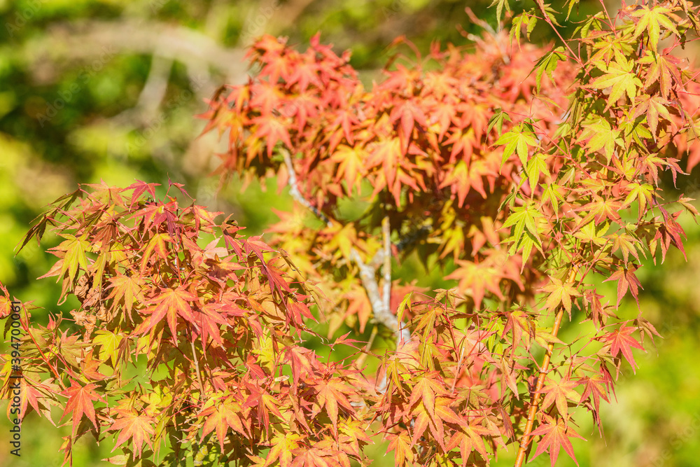 Tree leaves in the city park at autumn day time. Tree leaves in the city park at autumn day time.
