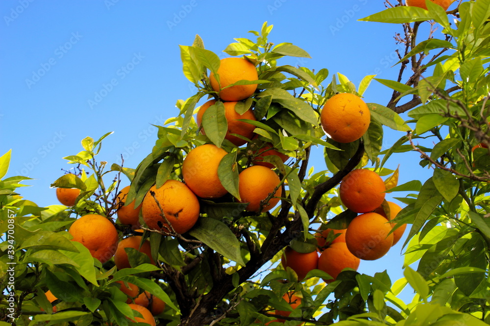 A group of large ripe oranges on a branch. The sky in the background. Green leaves. Citrus plant. Citrus fruit. The sky in the background of the tree.