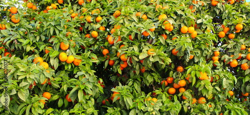 Banner of tree oranges or mandarins where there are a lot of leaves and a lot of fruit.