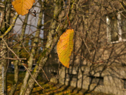 Autumn yellow leaf on a branch of a tree that has already dropped its foliage, a sunny day in an urban environment.
