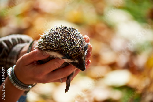 African hedgehog in the hands of people. and Pets © gal2007