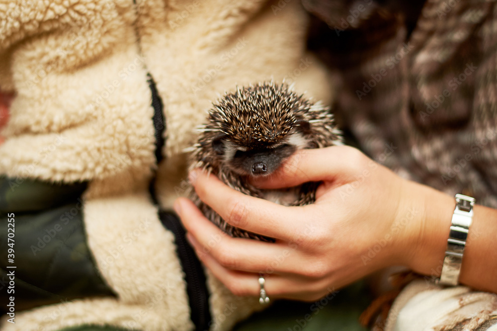 African hedgehog in the hands of people. and Pets African hedgehog in the hands of people. and Pets