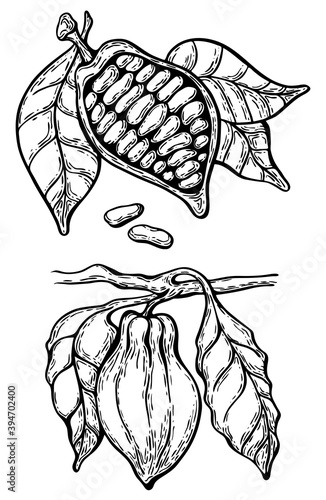 Vector black and white illustration in hand-drawn style: cocoa bean