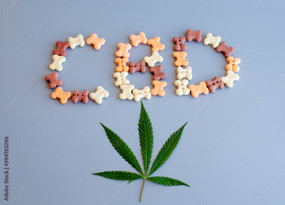 Marijuana leaves CBD cannabis written on a blue background for advertising. The green hemp or cannabis leaf and CBD lettering are written from pet food. Marijuana leaves CBD cannabis written on a blue background for advertising. The green hemp or cannabis leaf and CBD lettering are written from pet food.