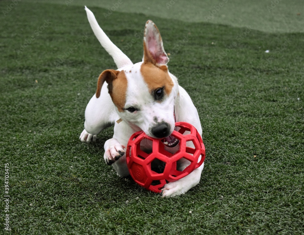 Fototapeta premium Rescue dog chewing on toy