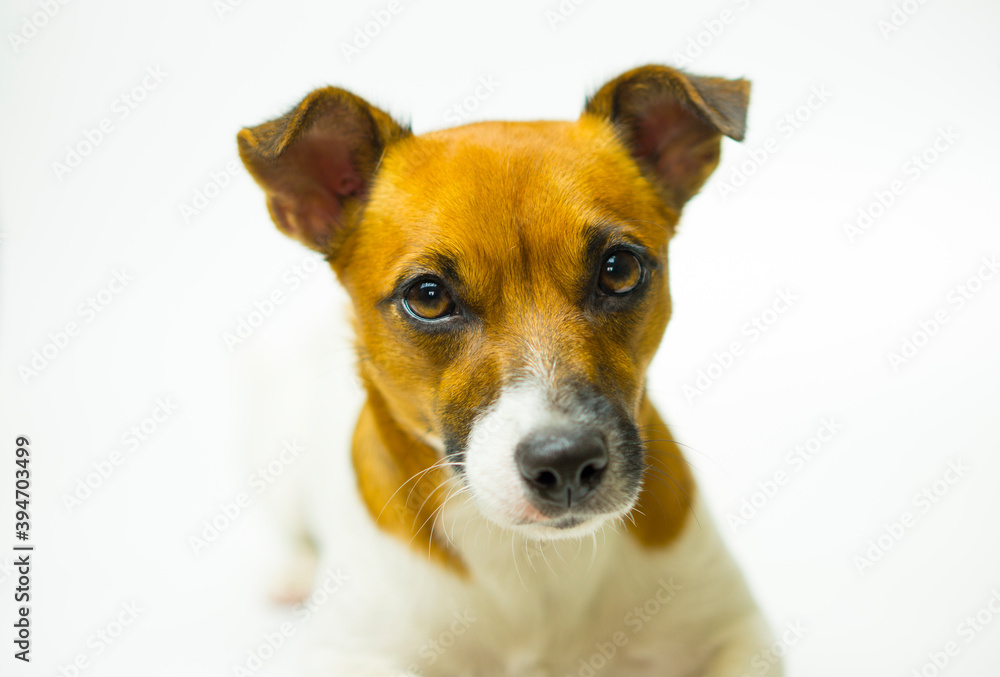 Portrait of a beautiful dog Jack Russell Terrier breed Portrait of a beautiful dog Jack Russell Terrier breed