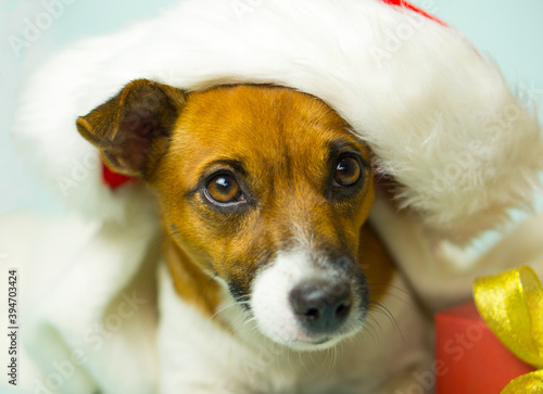 Portrait of a beautiful dog in a Christmas hat and with a gift. Santa dog. New Year.