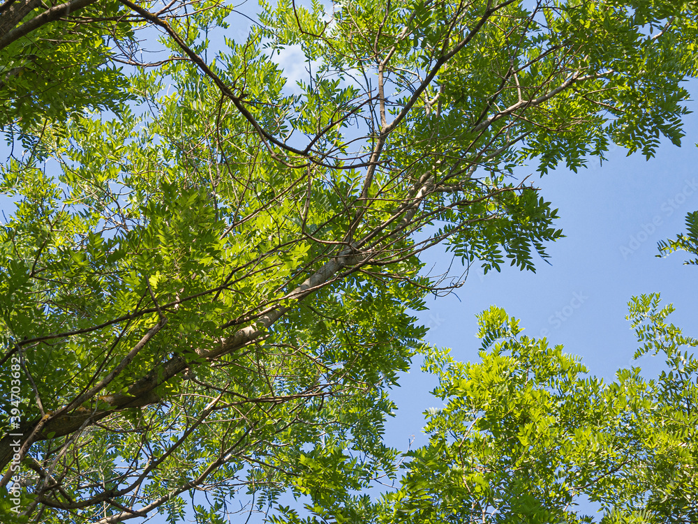 Fototapeta premium Chaotically Intertwining Branches and Green Foliage On the Top of the Acacias Formed an Interesting Relief Picture