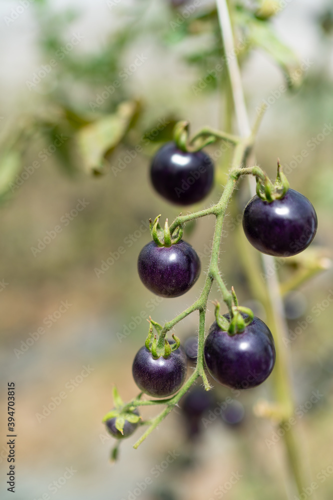 cultivation of black cherry tomatoes, typical Italian product - Campania - Naples cultivation of black cherry tomatoes, typical Italian product - Campania - Naples