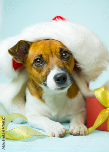 Portrait of a dog in a red santa hat with a gift on a blue background. Christmas santa calaus dog.
