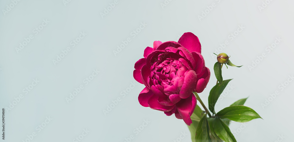 Fototapeta premium Burgundy red peony beautiful flowers close-up gray background. Floral background