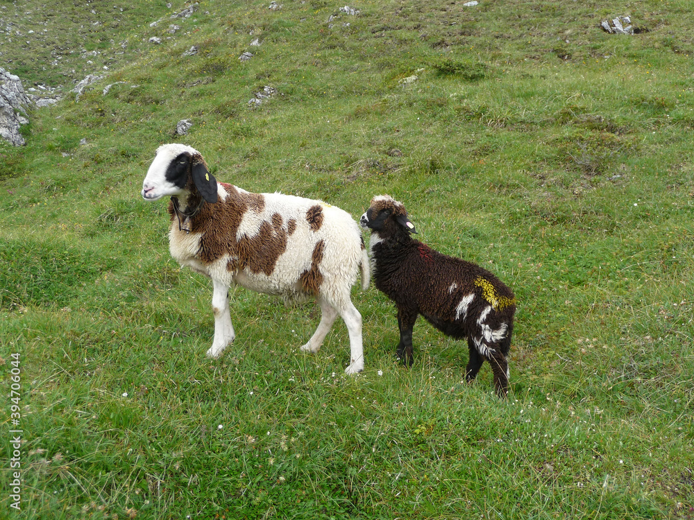 Mountain sheep in Austrian Alps Mountain sheep in Austrian Alps