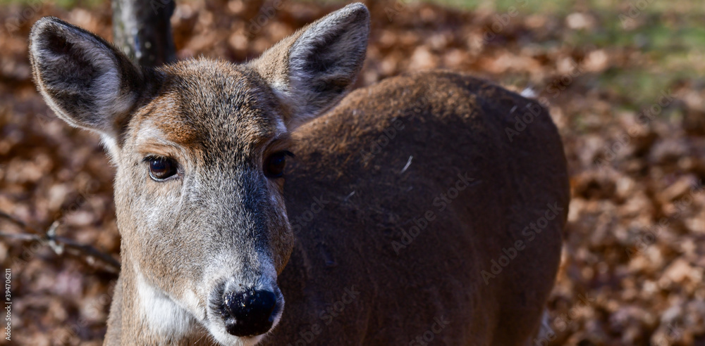 Close-up view of wild white tail deer in the forest park