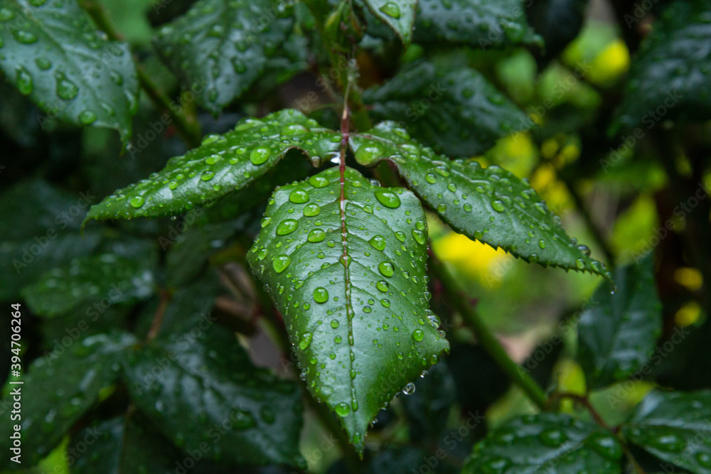 leaf with water drops