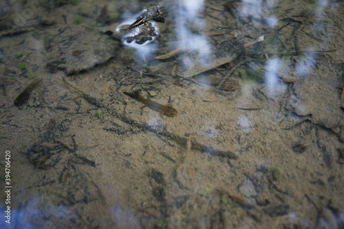 salamandra salamandra, spotted salamander photo