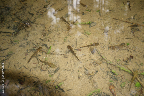 salamandra salamandra, spotted salamander photo