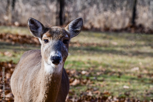 Close-up view of wild white tail deer in the forest park