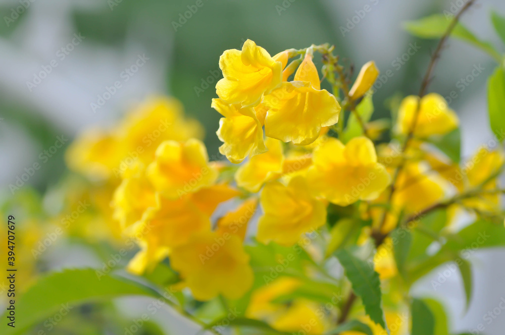Trumpet vine, Yellow, Yellow bell or Yellow elder Trumpet vine, Yellow, Yellow bell or Yellow elder