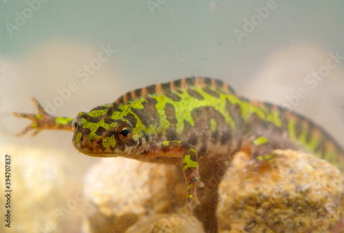 marbled newt, Triturus marmoratus in spain photo