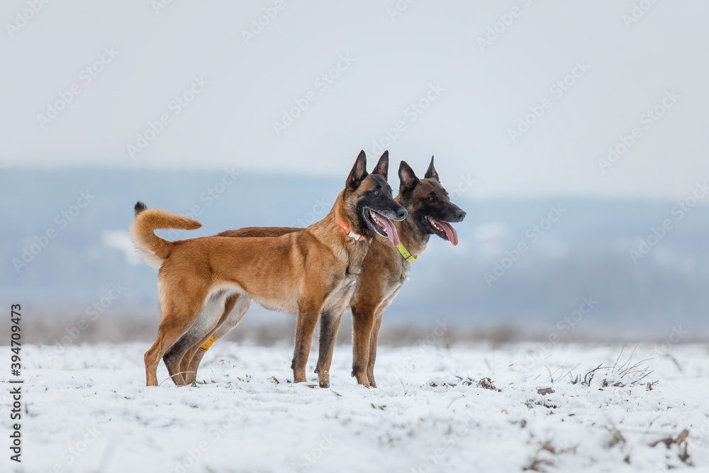 Belgian Shepherd Dog Malinois dog in winter landscape
