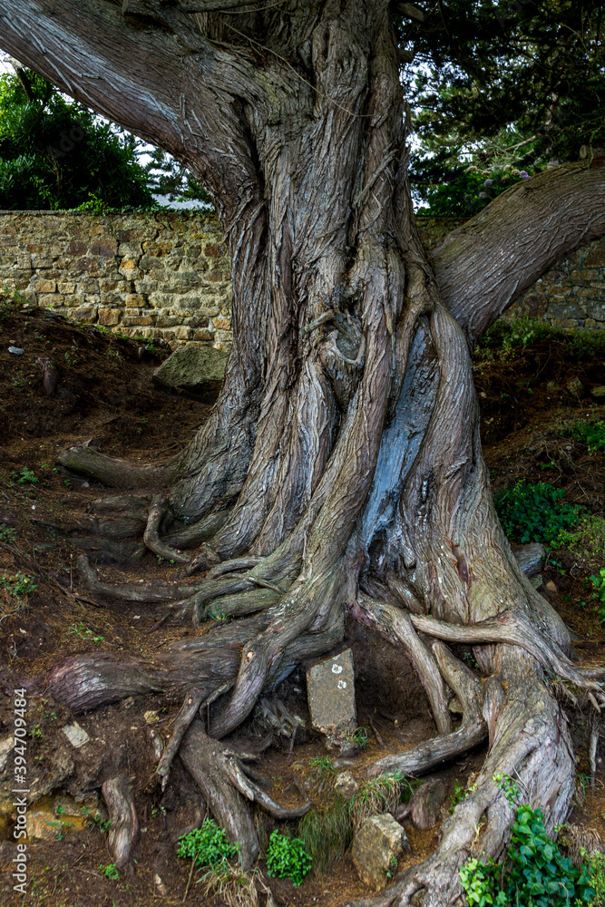 Einzelner skurril gewachsener Baum Einzelner skurril gewachsener Baum