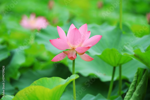 Beautiful pink lotus  close-up photos