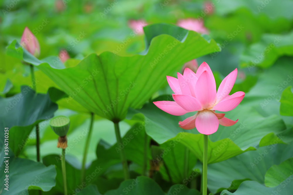 Beautiful pink lotus, close-up photos Beautiful pink lotus, close-up photos